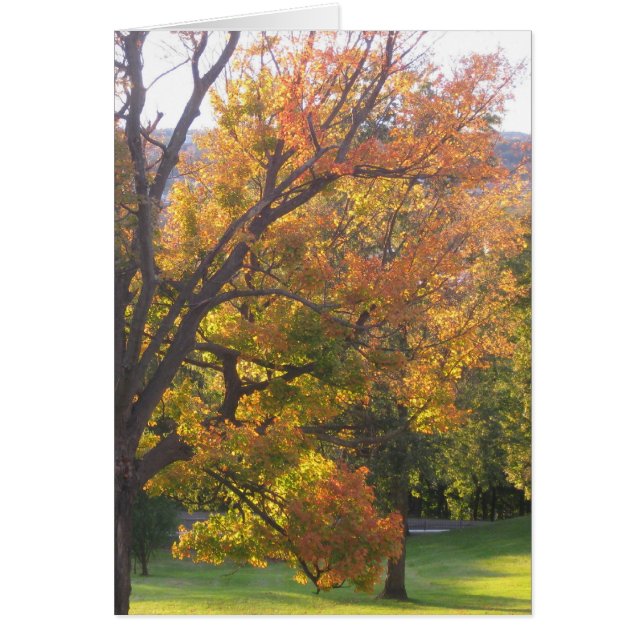 Érable à sucre octobre (Devant)