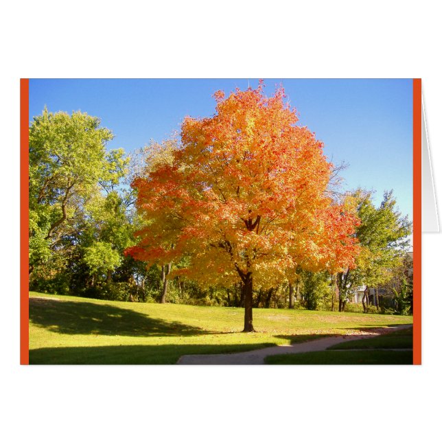 Érable d'automne. (Devant horizontal)