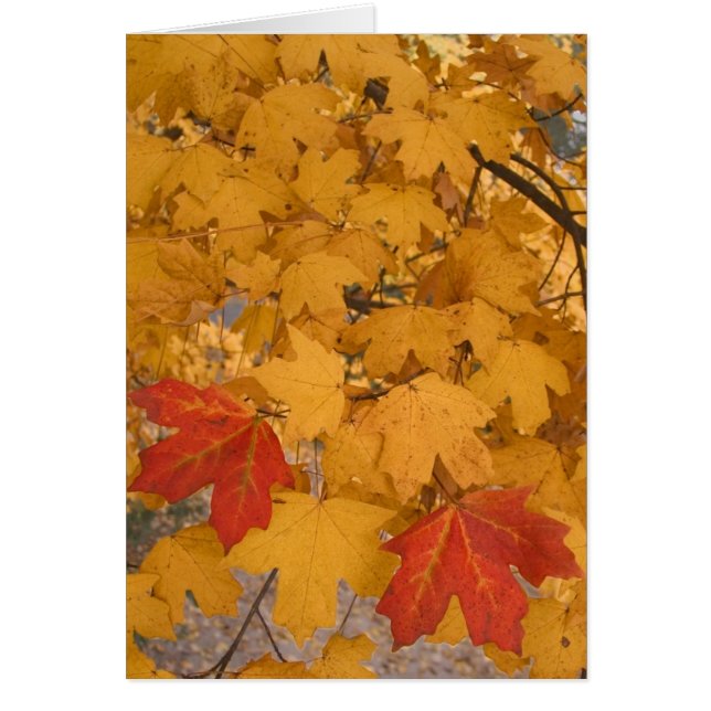 Érable de la Floride en automne (Devant)