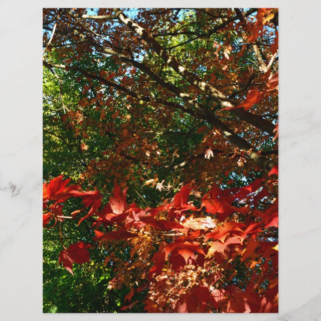 Érable japonais, arbre d'automne feuilles (Devant)