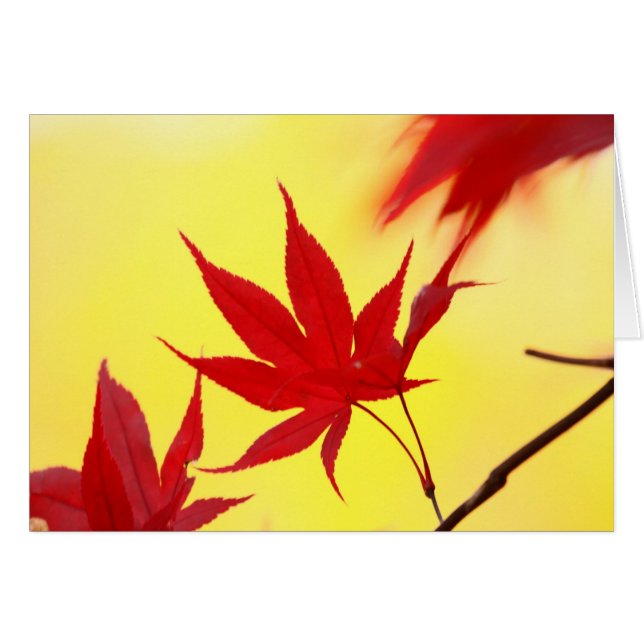 Érable japonais d'automne (Devant horizontal)