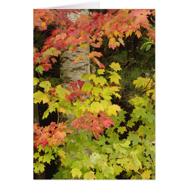 Érables d'automne et bouleau, Blanc (Devant)