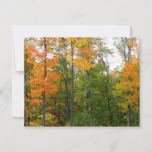 Érables en automne Photographie de la nature