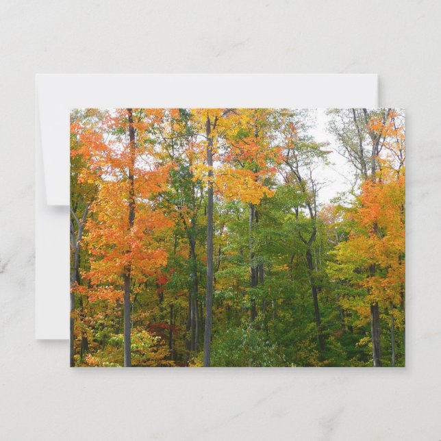 Érables en automne Photographie de la nature (Devant)