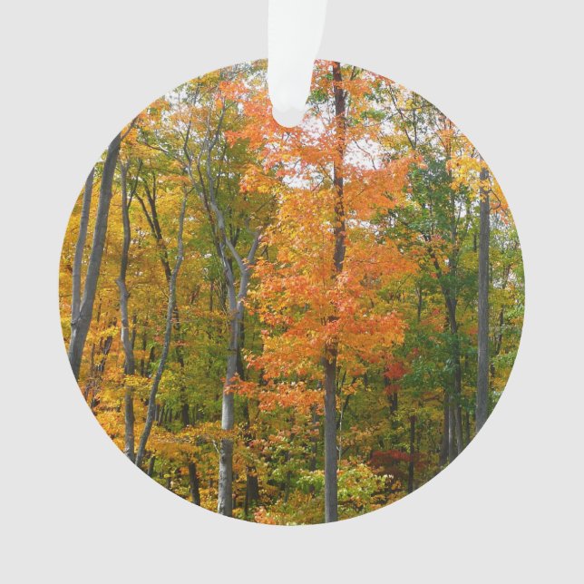 Érables en automne Photographie de la nature (devant)