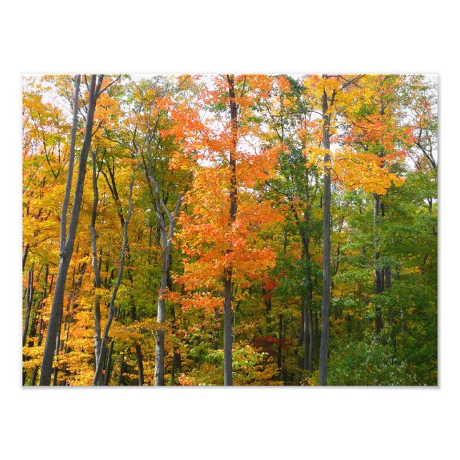Érables en automne Photographie de la nature (Devant)