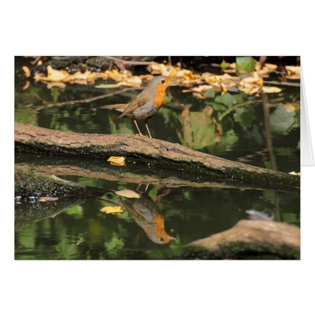 Erithacus rubecula (Devant Horizontal)
