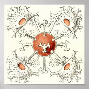 Ernst Haeckel - affiche de dossier de détail de