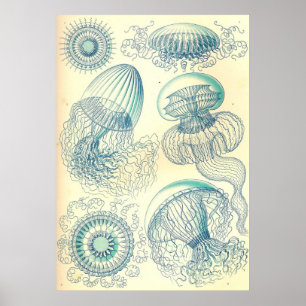 Ernst Haeckel - affiche de Leptomedusae