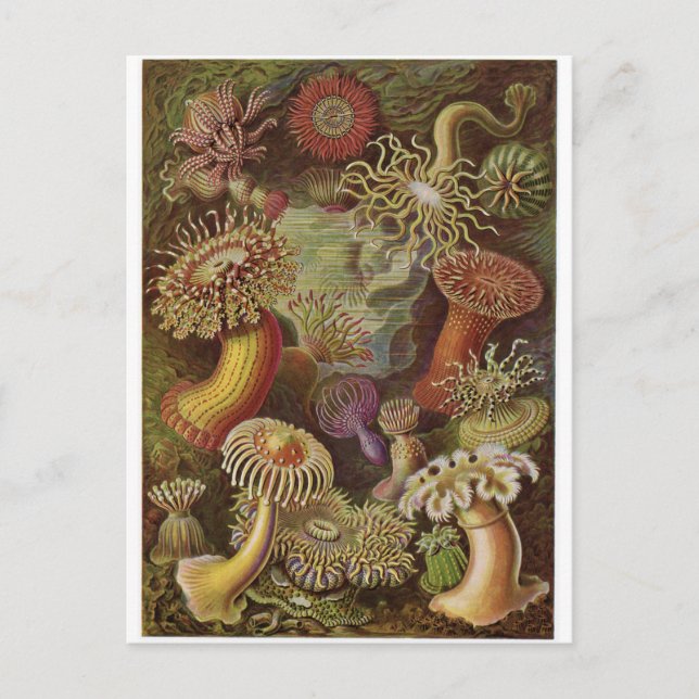 Ernst Haeckel Art Carte postale : Actiniae (Devant)