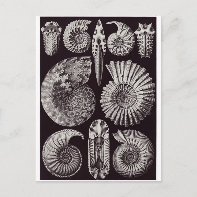 Ernst Haeckel Art Carte postale : Ammonitida (Devant)