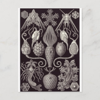 Ernst Haeckel Art Carte postale : Amphoride