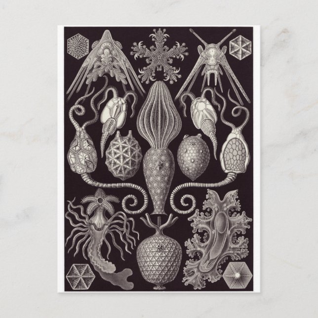 Ernst Haeckel Art Carte postale : Amphoride (Devant)