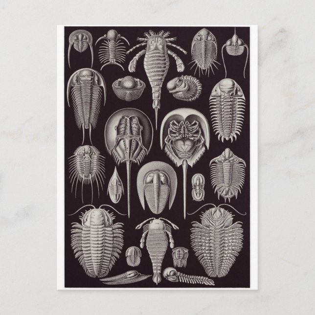 Ernst Haeckel Art Carte postale : Aspidonia (Devant)