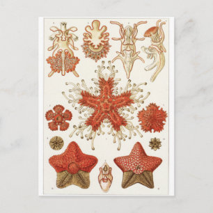 Ernst Haeckel Art Carte postale : Asteridea