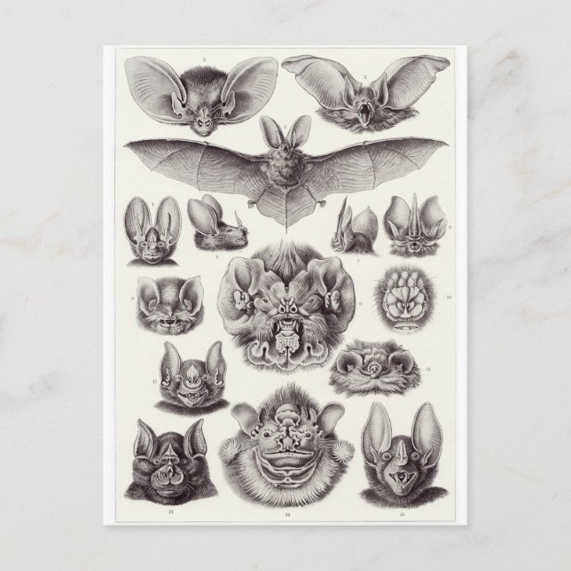 Ernst Haeckel Art Carte postale : Chiroptera (Devant)