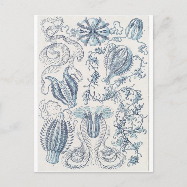 Ernst Haeckel Art Carte postale : Ctenophore (Devant)