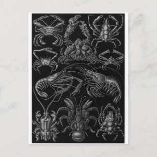 Ernst Haeckel Art Carte postale : Decapoda
