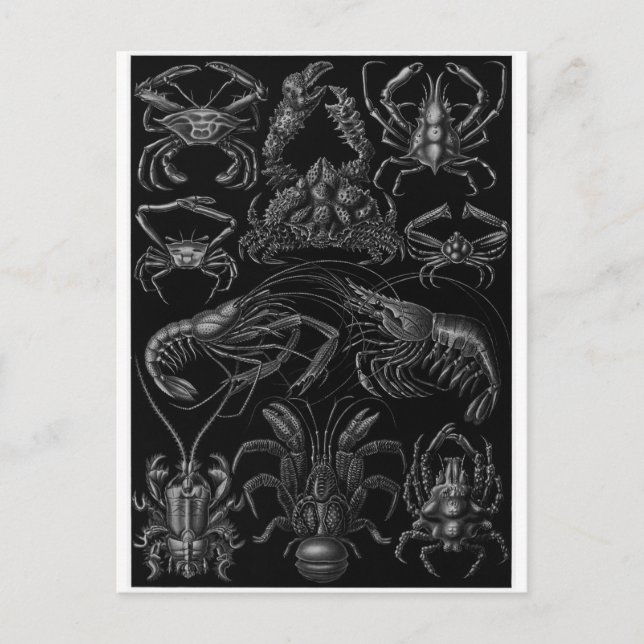 Ernst Haeckel Art Carte postale : Decapoda (Devant)