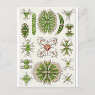 Ernst Haeckel Art Carte postale : Desmidiea