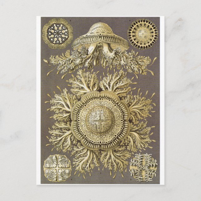 Ernst Haeckel Art Carte postale : Discomedusae (Devant)
