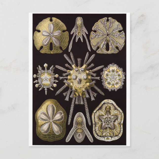Ernst Haeckel Art Carte postale : Echinidea (Devant)