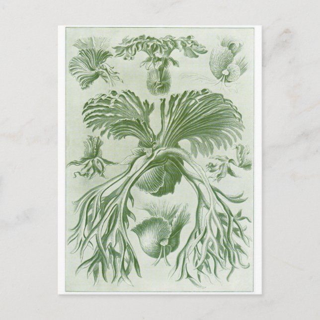Ernst Haeckel Art Carte postale : Filicinae (Devant)
