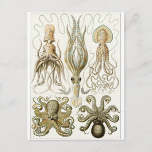 Ernst Haeckel Art Carte postale : Gamochonia