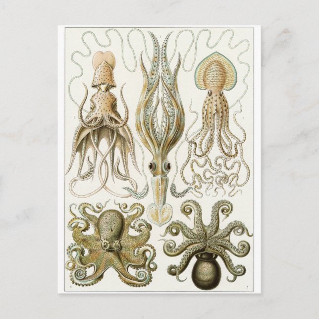 Ernst Haeckel Art Carte postale : Gamochonia (Devant)
