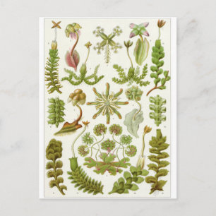Ernst Haeckel Art Carte postale : Hepaticae