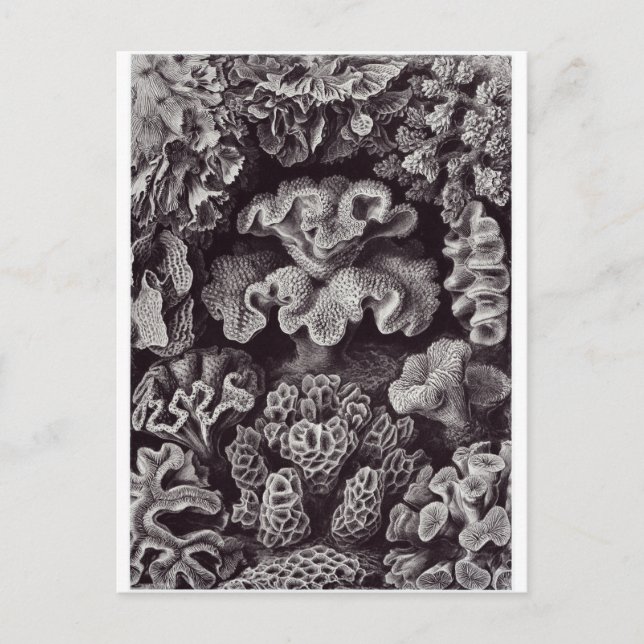 Ernst Haeckel Art Carte postale : Hexacoralla (Devant)