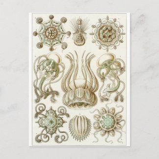 Ernst Haeckel Art Carte postale : Narcomedusae