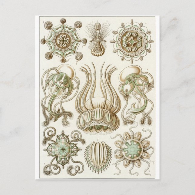 Ernst Haeckel Art Carte postale : Narcomedusae (Devant)