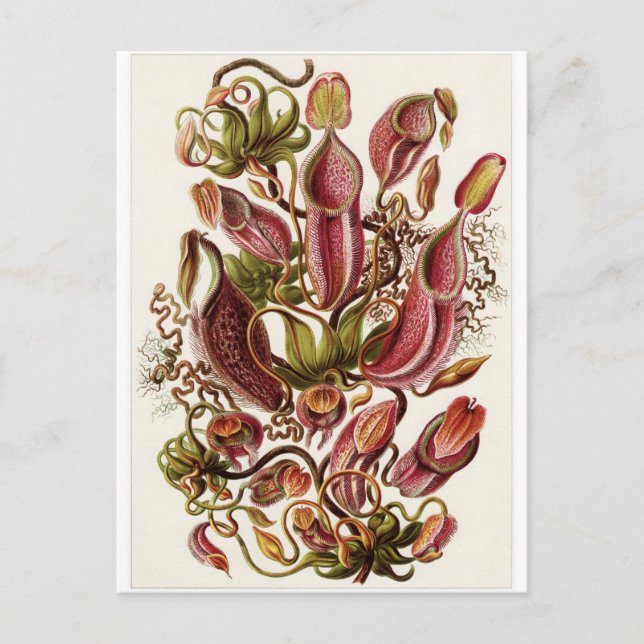 Ernst Haeckel Art Carte postale : Nepenthaceae (Devant)