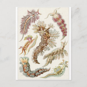 Ernst Haeckel Art Carte postale : Nudibranchia