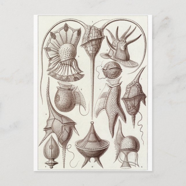 Ernst Haeckel Art Carte postale : Peridinea (Devant)