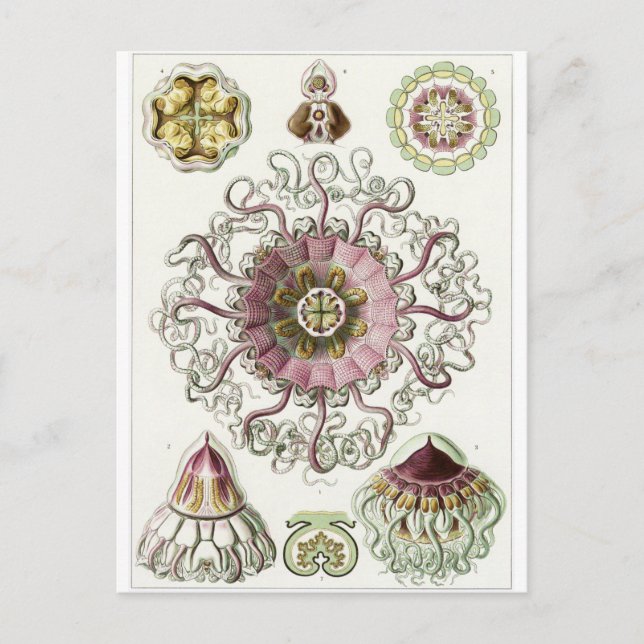 Ernst Haeckel Art Carte postale : Peromedusae (Devant)