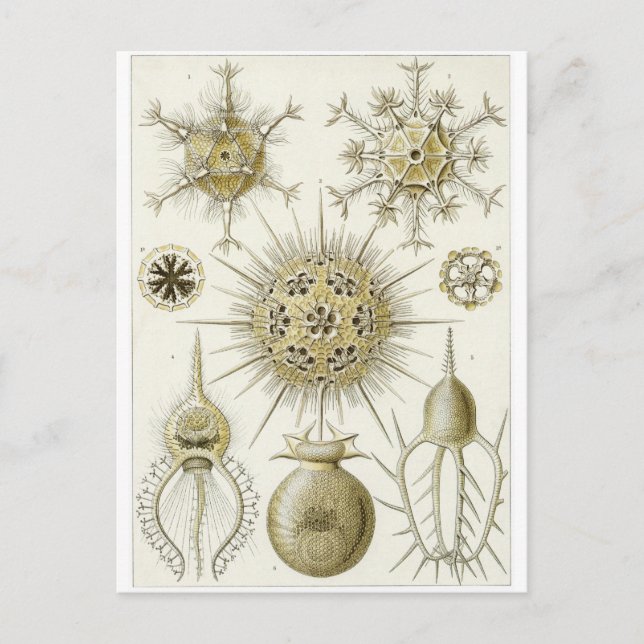 Ernst Haeckel Art Carte postale : Phaeodaria (Devant)