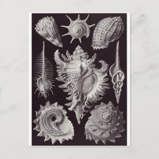 Ernst Haeckel Art Carte postale : Prosobranchia