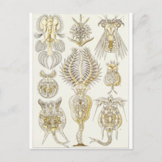 Ernst Haeckel Art Carte postale : Rotatoria