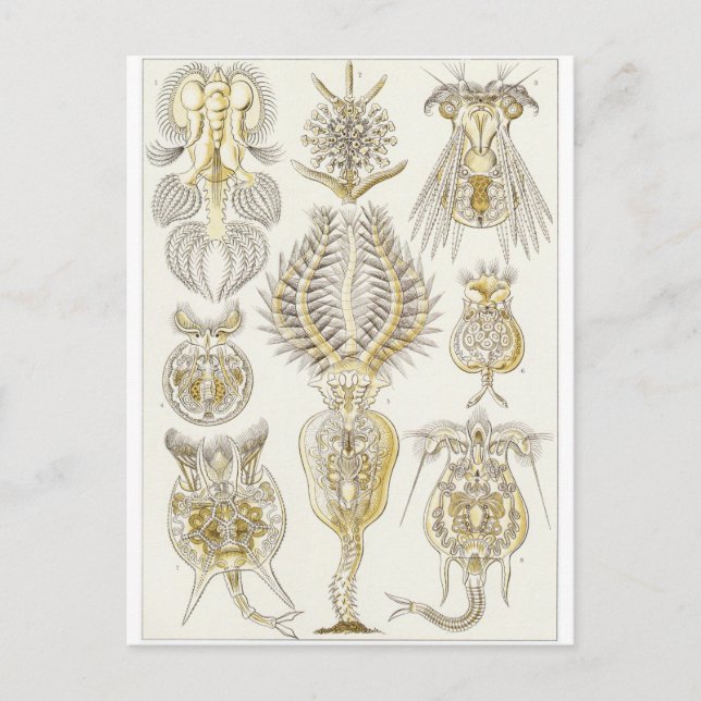 Ernst Haeckel Art Carte postale : Rotatoria (Devant)