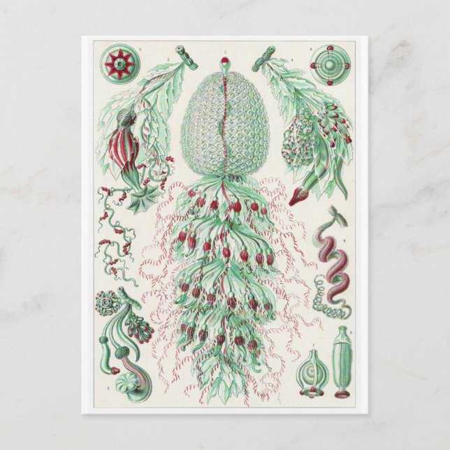 Ernst Haeckel Art Carte postale : Siphonophorae (Devant)