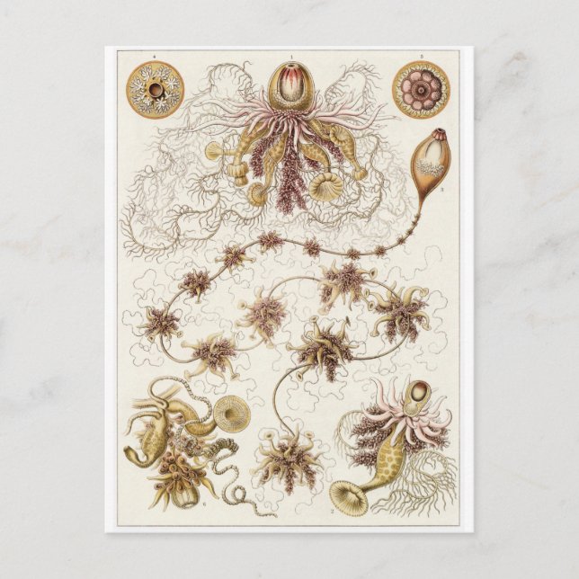 Ernst Haeckel Art Carte postale : Siphonophorae (Devant)