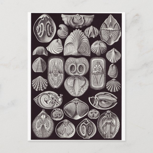 Ernst Haeckel Art Carte postale : Spirobranchia (Devant)