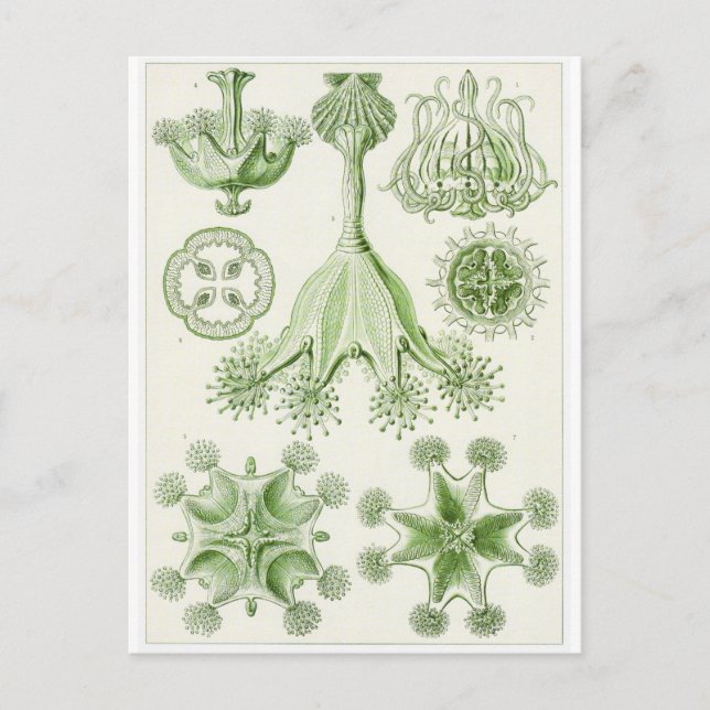 Ernst Haeckel Art Carte postale : Stauromedusae (Devant)