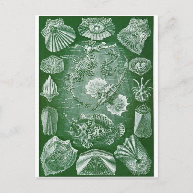 Ernst Haeckel Art Carte postale : Teleostei (Devant)