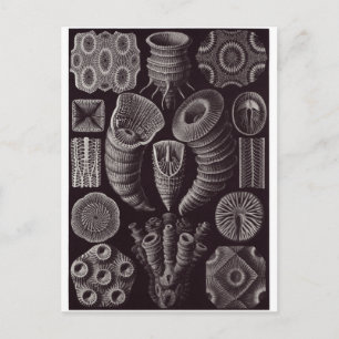 Ernst Haeckel Art Carte postale : Tetracoralla