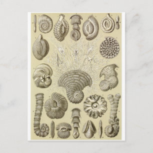 Ernst Haeckel Art Carte postale : Thalamophora