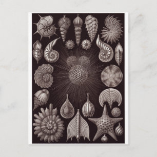 Ernst Haeckel Art Carte postale : Thalamphora
