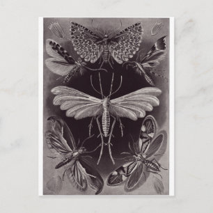 Ernst Haeckel Art Carte postale : Tineida